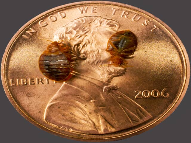 Bed Bugs on a Penny