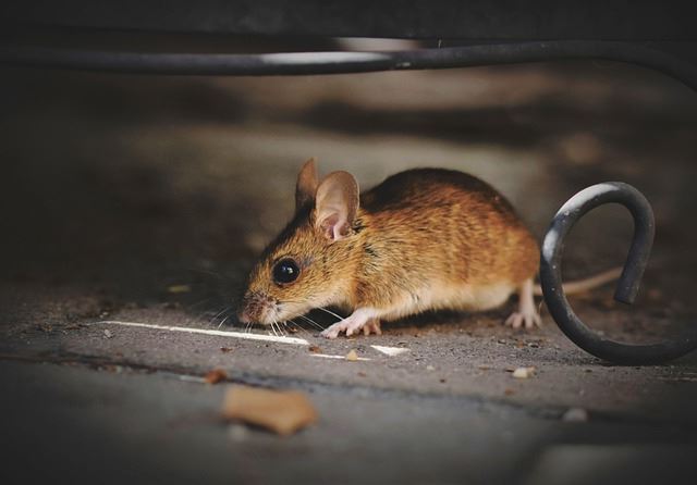 https://www.citywideexterm.com/images/house-mouse-5375101_640.2202181250550.jpg